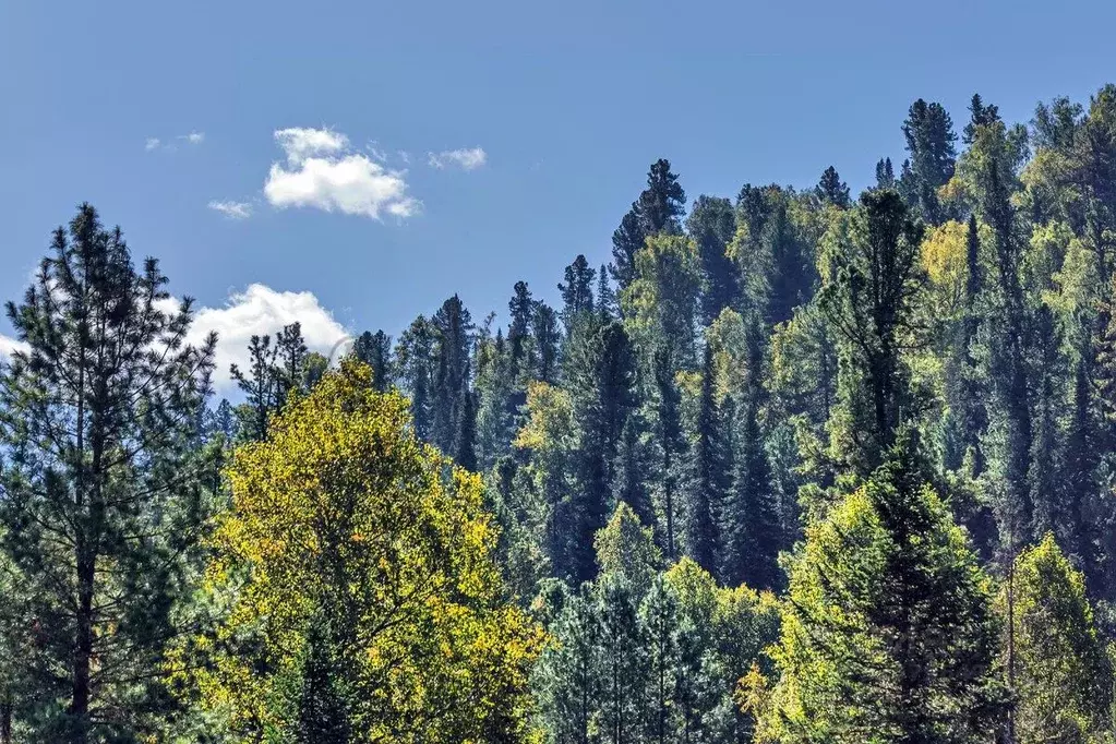 Участок в Алтай, Турочакский район, с. Дмитриевка  (100.0 сот.) - Фото 2