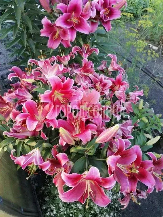 Дом в Омская область, Омск  (20 м) - Фото 1