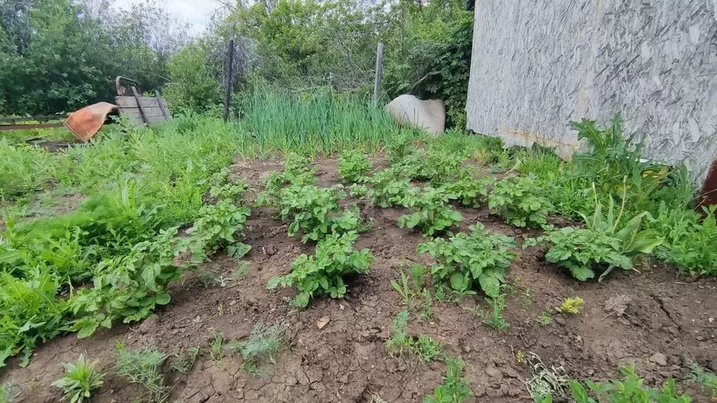 Участок в Оренбургская область, Оренбургский район, Сергиевский ... - Фото 2