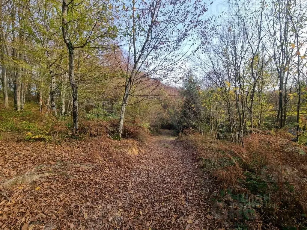 Участок в Краснодарский край, Сочи городской округ, с. Пластунка ул. ... - Фото 2
