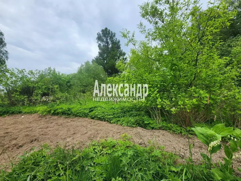 Участок в Ленинградская область, Приозерский район, пос. Сосново ул. ... - Фото 2