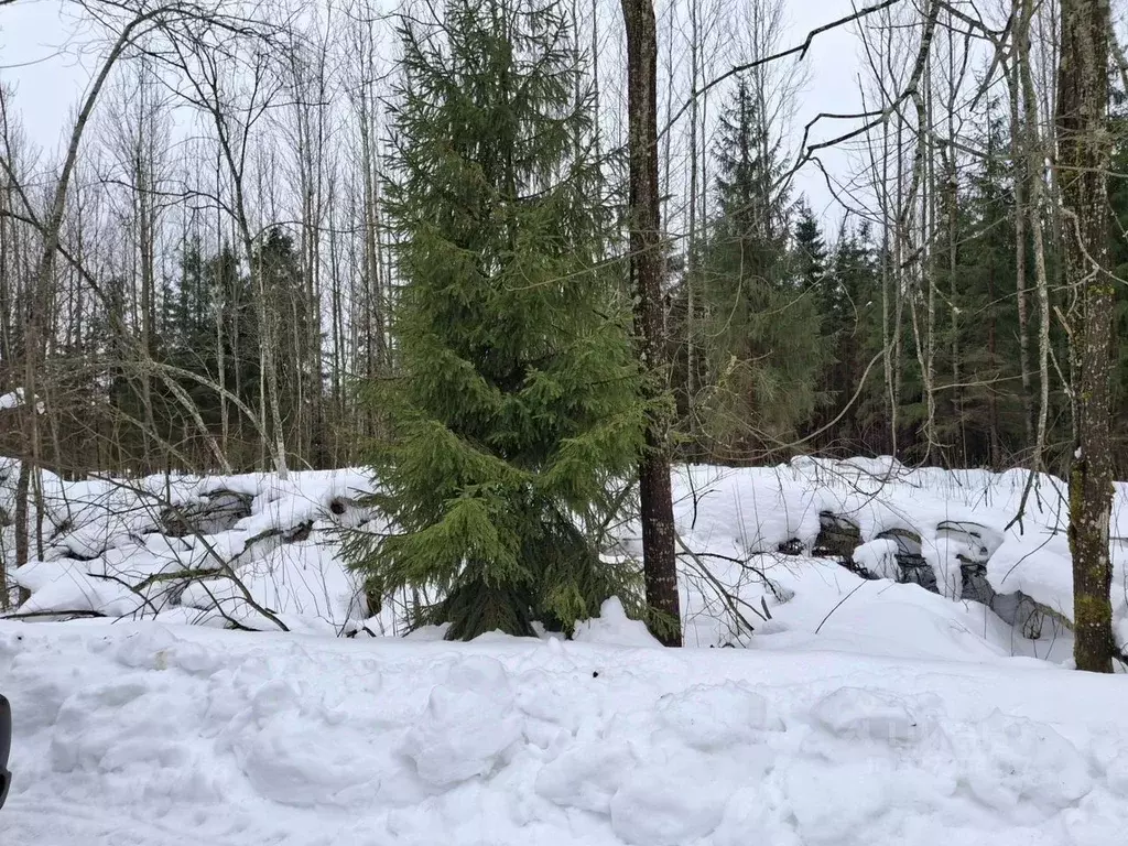 Участок в Ленинградская область, Киришский район, Кусинское с/пос, ... - Фото 1