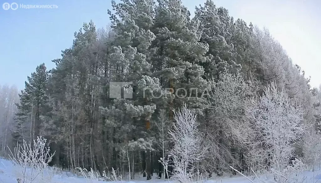 Участок в Барышевский сельсовет, садовое некоммерческое товарищество ... - Фото 1
