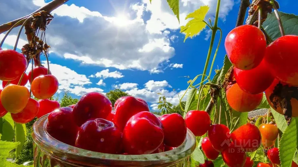 Участок в Крым, Кировский район, с. Владиславовка ул. Ленина, 39А ... - Фото 1