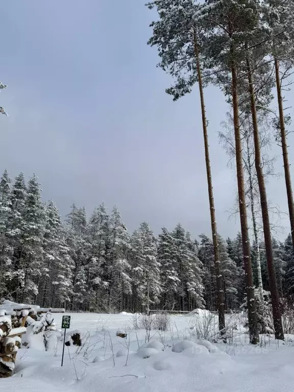 Участок в Ленинградская область, Выборгский район, Полянское с/пос, ... - Фото 1