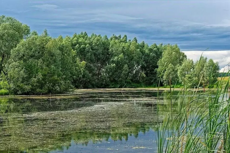 Участок в Новосибирская область, Новосибирский район, Морской ... - Фото 0