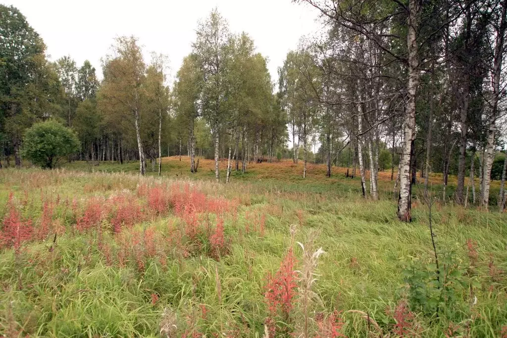 Участок в Ленинградская область, Приозерский район, Ромашкинское ... - Фото 0