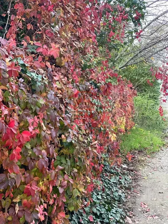 Участок в Краснодарский край, Курганинский район, Безводное с/пос, ... - Фото 1