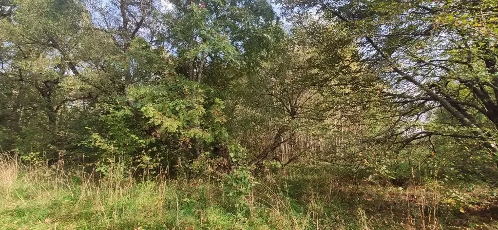 Участок в Московская область, Талдомский городской округ, д. Князчино  ... - Фото 1