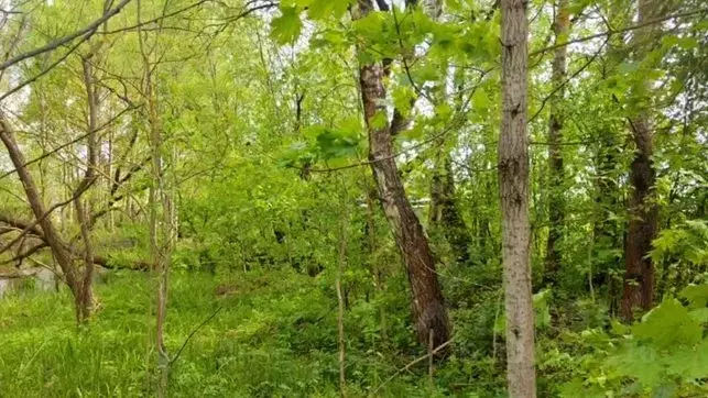 Участок в Московская область, Щелково городской округ, д. Орлово ул. ... - Фото 1