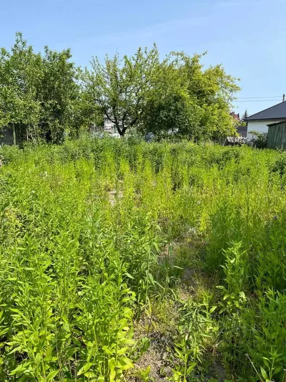 Участок в Калининградская область, Калининград Золотой Петушок ДНТ, ... - Фото 2