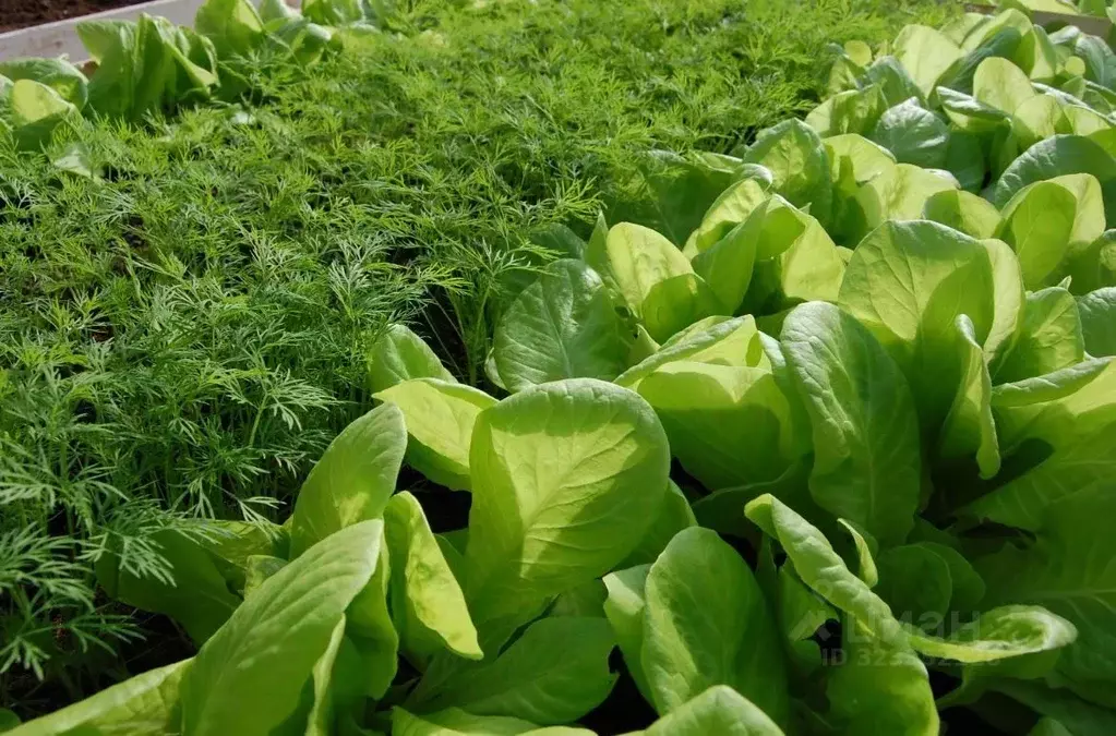 Участок в Мордовия, Лямбирский район, Берсеневское с/пос, д. Старая ... - Фото 1