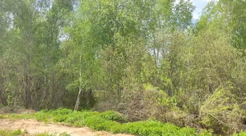 Участок в Московская область, Щелково городской округ, д. Орлово ул. ... - Фото 1