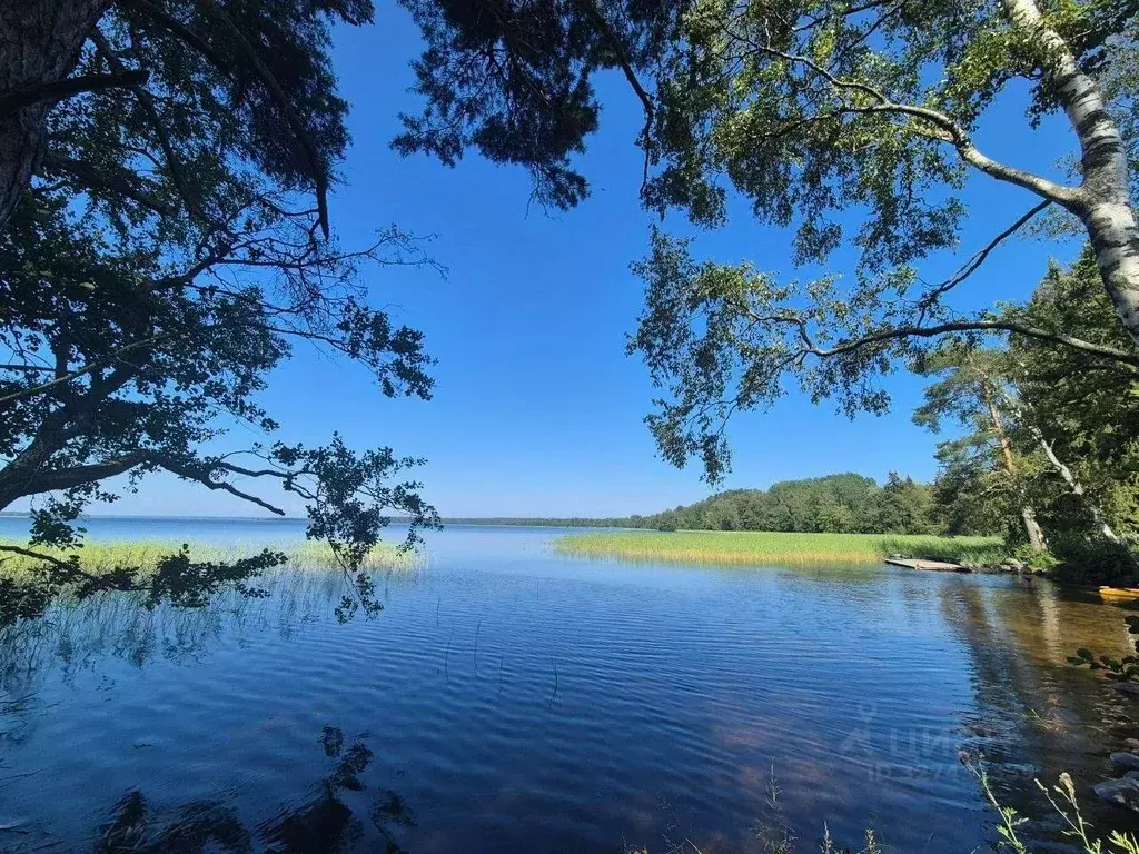 Участок в Ленинградская область, Приозерский район, Громовское с/пос, ... - Фото 1