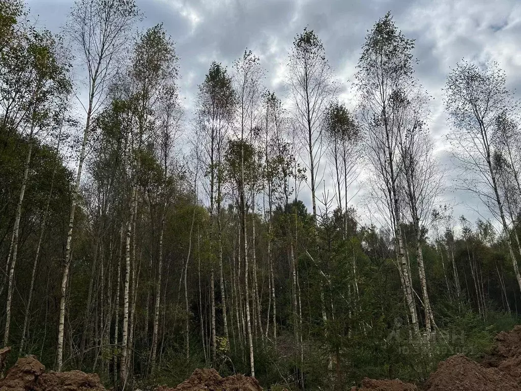 Участок в Калужская область, Совхоз Боровский с/пос, Волконское кп  ... - Фото 1