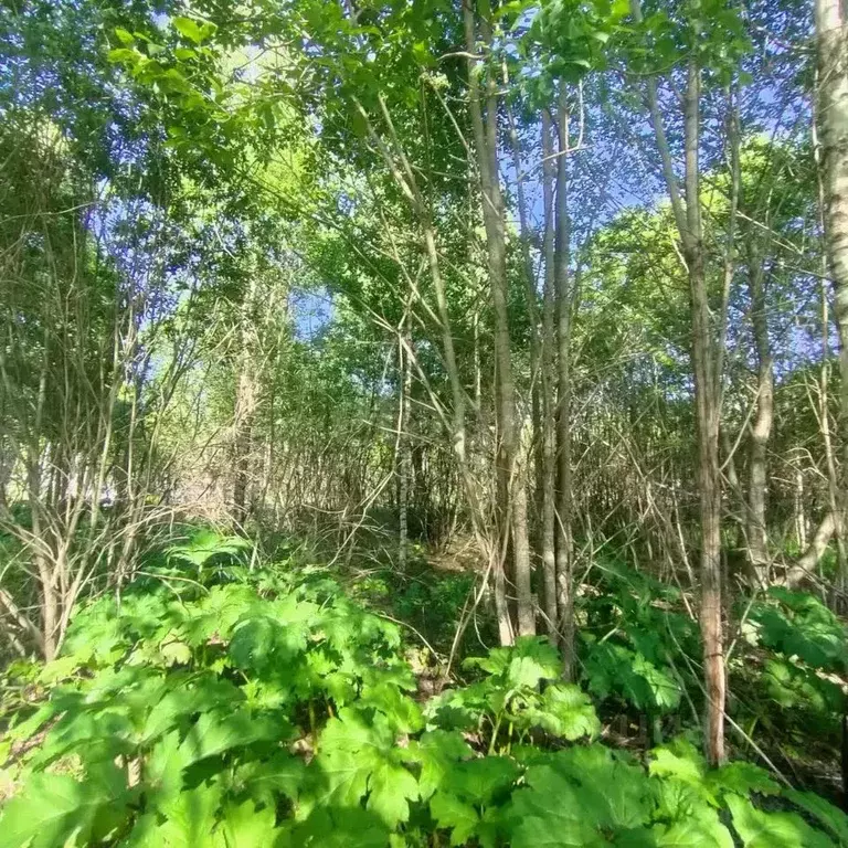 Участок в Московская область, Истра городской округ, Грин Лаундж кп ... - Фото 0