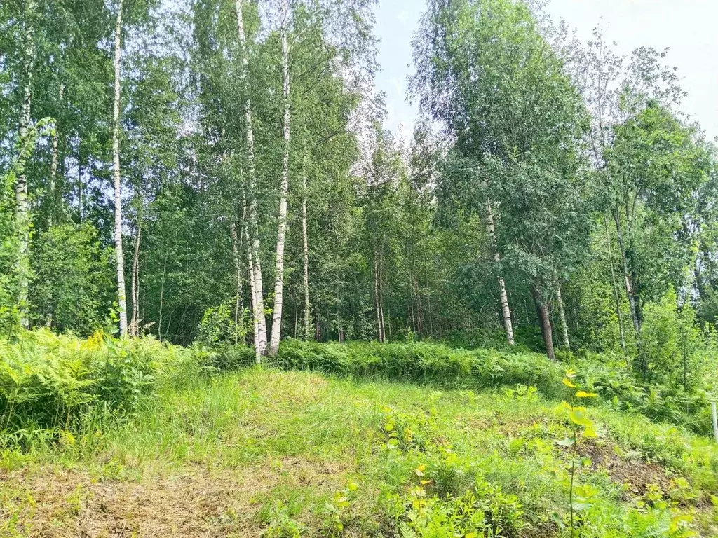 Участок в Ленинградская область, Кировский район, Мгинское городское ... - Фото 1