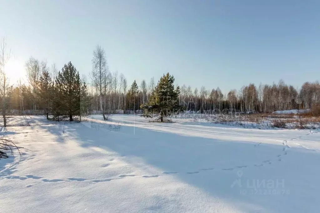 Участок в Тюменская область, Тюменский район, Янтарное ДНТ ул. ... - Фото 0