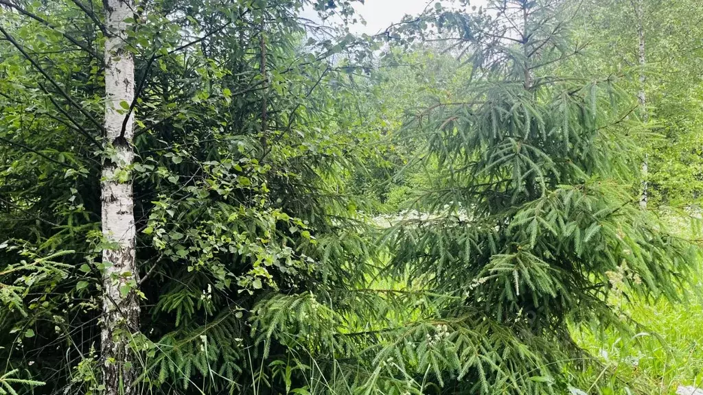 Участок в Московская область, Дмитровский муниципальный округ, Икша ... - Фото 2