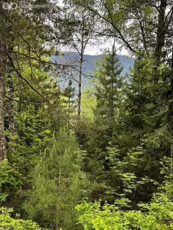 Участок в Турочакский район, село Артыбаш (24 м) - Фото 1