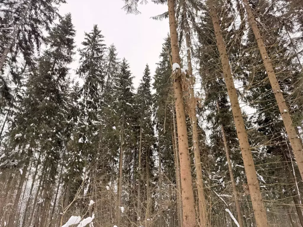 Участок в Московская область, Одинцовский городской округ, Каретный ... - Фото 2