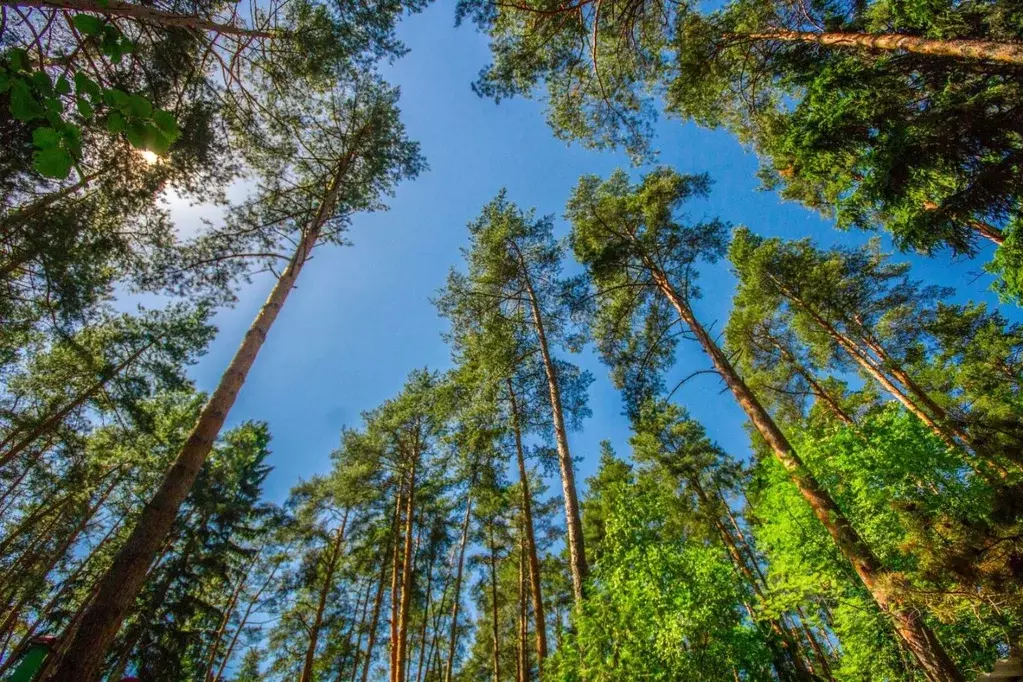 Участок в Московская область, Одинцовский городской округ, пос. Дома ... - Фото 2