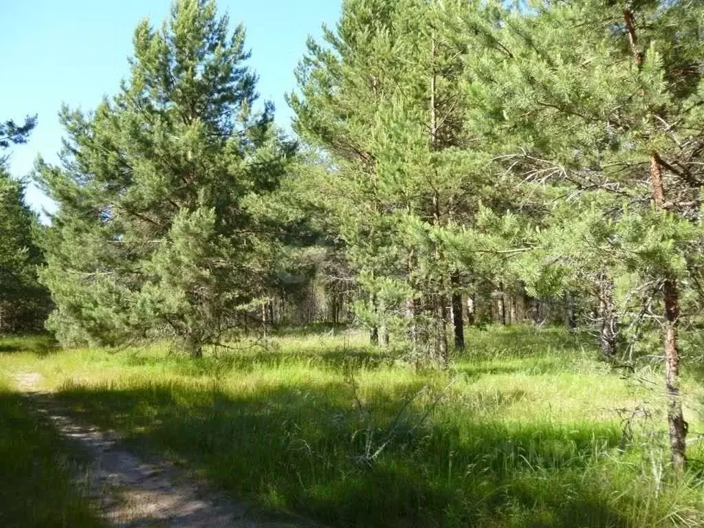 Участок в Сахалинская область, Южно-Сахалинск ул. Сиреневый Двор, 50 ... - Фото 2