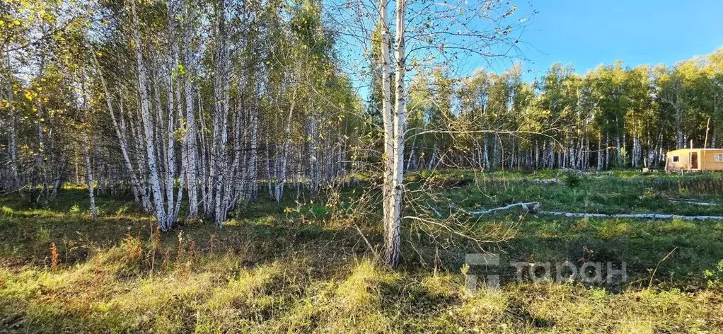 Участок в Челябинская область, Сосновский район, Кременкульское с/пос, ... - Фото 1