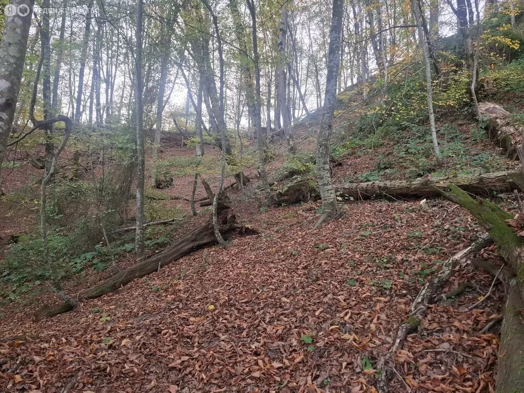 Участок в Краснодарский край, городской округ Сочи, село Пластунка, ... - Фото 1