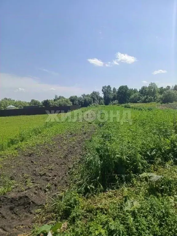 Участок в Новосибирская область, Колыванский район, д. Большой Оеш ул. ... - Фото 1