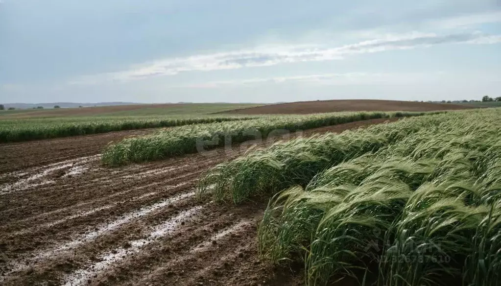 Участок в Ярославская область, Ярославский муниципальный округ, д. ... - Фото 2