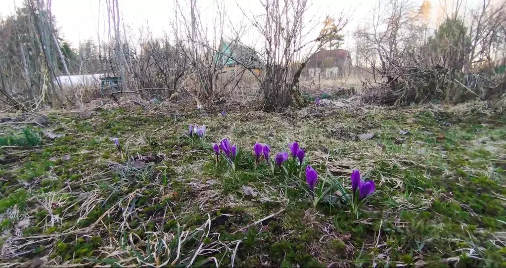 Участок в Ленинградская область, Киришский район, Будогощское ... - Фото 1
