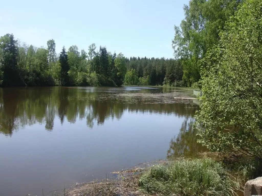 Участок в Ленинградская область, Лужский район, Толмачево городской ... - Фото 2