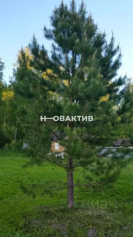 Участок в Новосибирская область, Новосибирск Диксон садовое ... - Фото 1