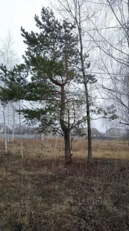 Участок в Воронежская область, Рамонский район, Айдаровское с/пос, ... - Фото 1