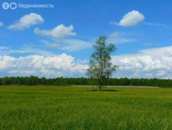 Участок в Колыванский район, ДНТ Сибирская Волость (9 м) - Фото 1