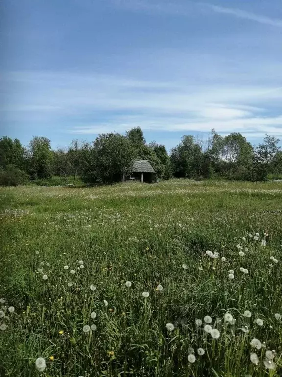 Участок в Новгородская область, Новгородский район, Савинское с/пос, ... - Фото 1