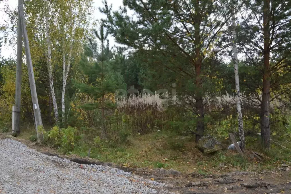 Участок в Свердловская область, Белоярский муниципальный округ, Колос ... - Фото 1