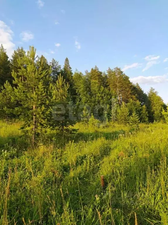 Участок в Пермский край, Пермский муниципальный округ, 3250001-1 кв-л ... - Фото 1