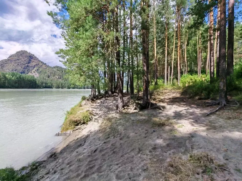 Участок в Алтай, Чемальский район, с. Турбаза Катунь Сосновая ул., 9 ... - Фото 1