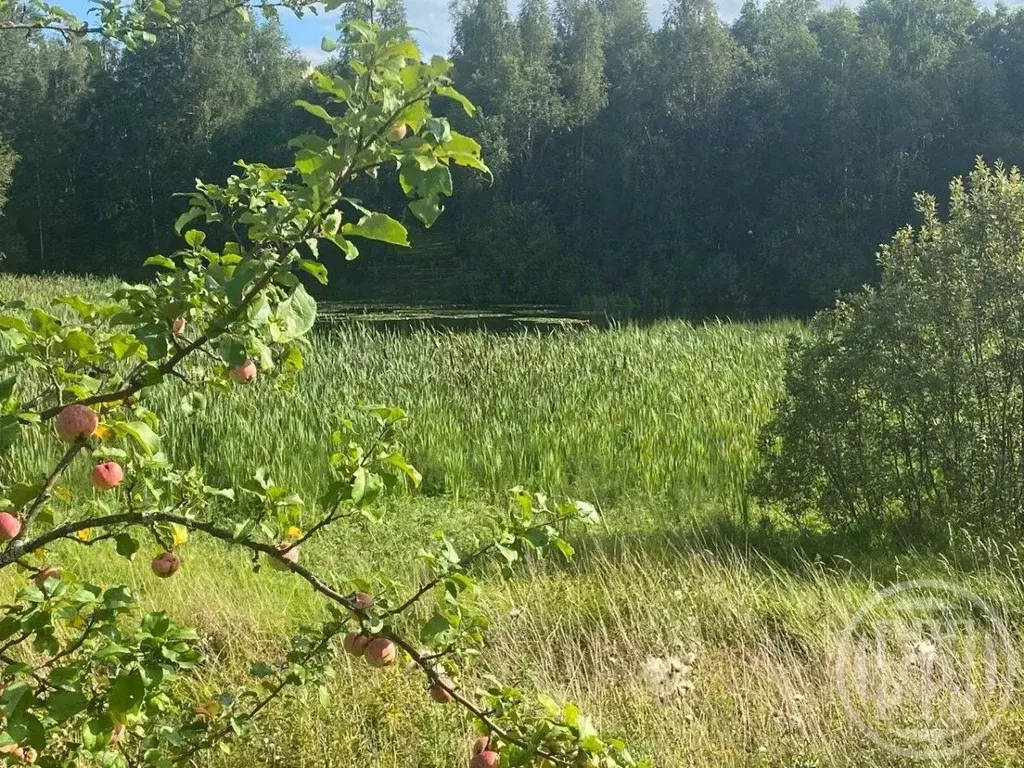 Участок в Ленинградская область, Лужский район, Серебрянское с/пос, д. ... - Фото 2