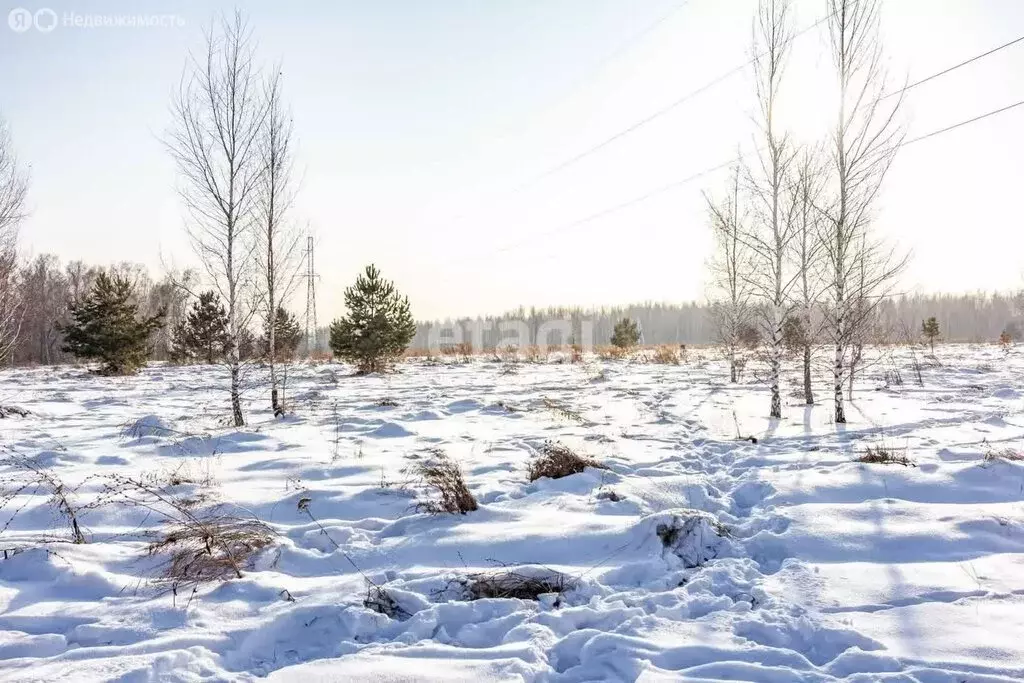 Участок в Искитимский район, Мичуринский сельсовет, дачное ... - Фото 0