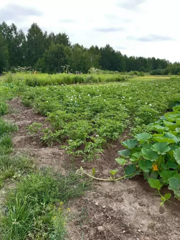 Участок в Нижегородская область, Городецкий муниципальный округ, с. ... - Фото 1