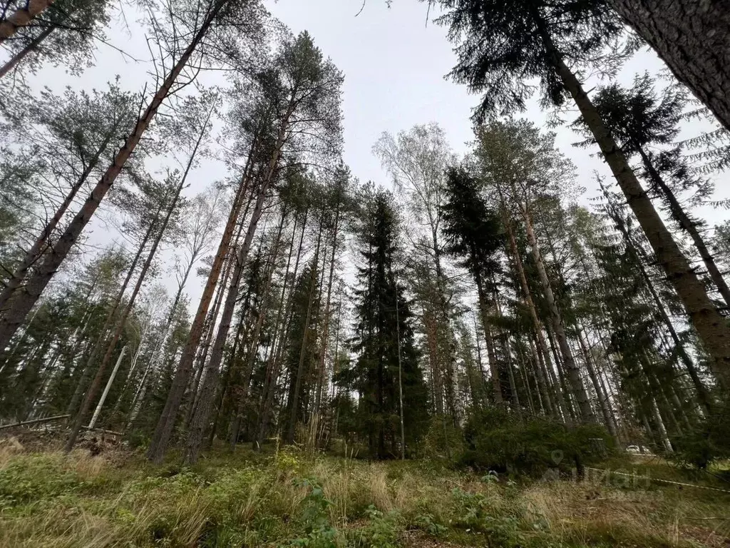 Участок в Ленинградская область, Всеволожское городское поселение, ... - Фото 1