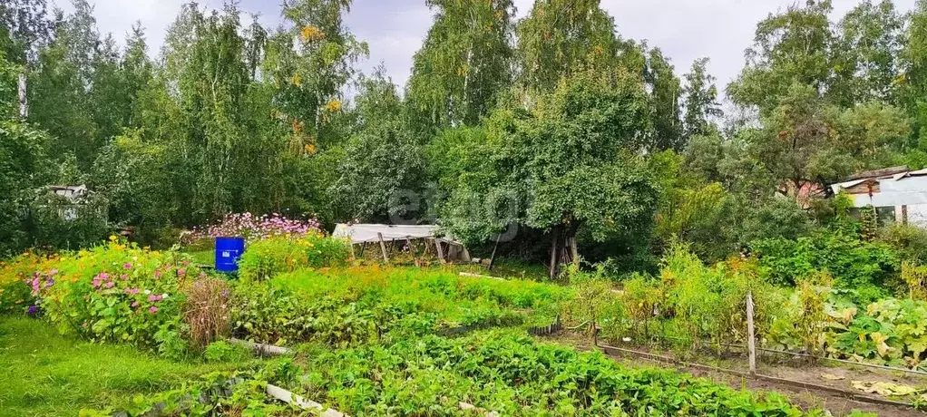 Участок в Челябинская область, Челябинск Дружба садовое товарищество,  ... - Фото 0