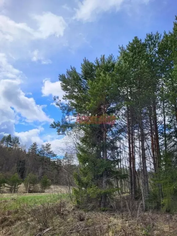 Участок в Карелия, Сортавальский муниципальный округ, пос. Лавиярви  ... - Фото 2