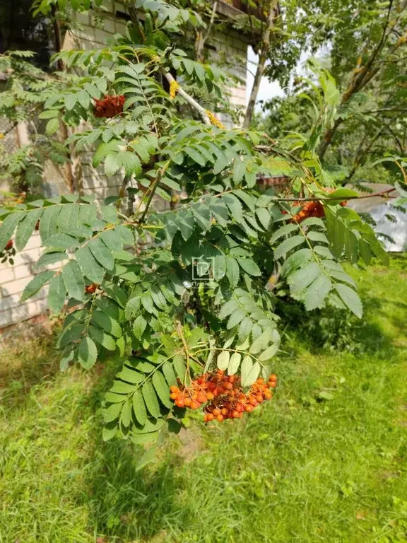 Дом в Калужская область, Дзержинский район, Дворцы с/пос, д. Колышево ... - Фото 2