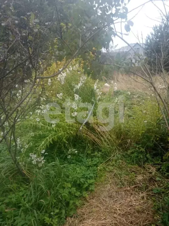 Участок в Брянская область, Навлинский район, пос. Синезерки  (8.0 ... - Фото 2