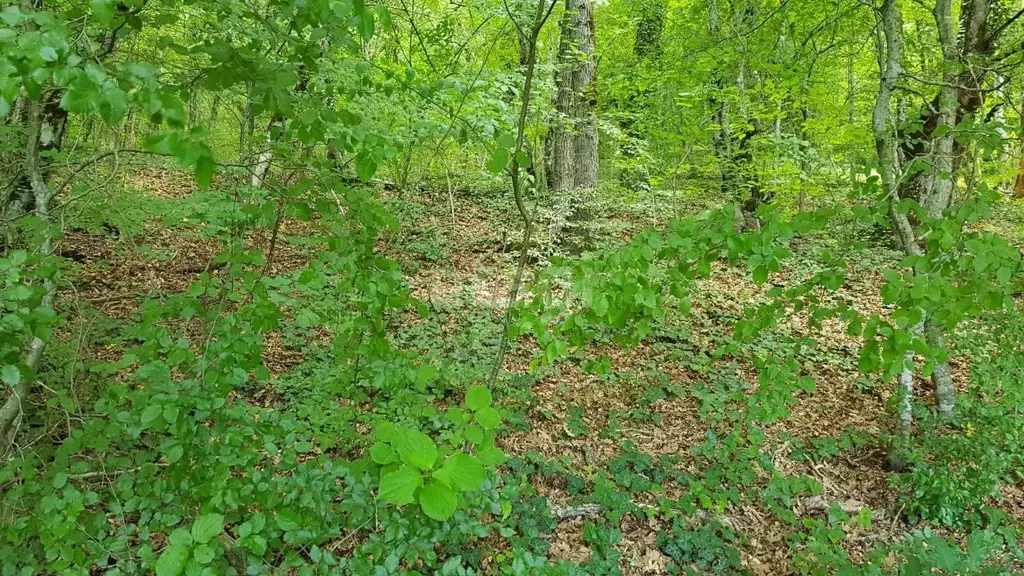 Участок в Краснодарский край, Геленджик городской округ, с. Адербиевка ... - Фото 1