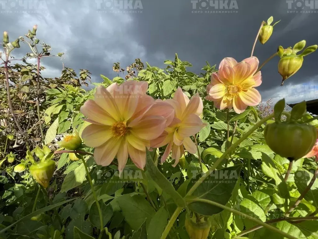 Участок в Челябинская область, Чебаркульский муниципальный округ, д. ... - Фото 1